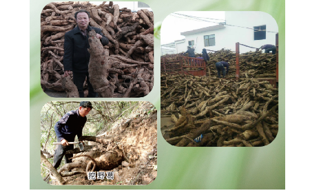 一勺野生葛根粉里的「古今對話」，從古籍記載到現(xiàn)代餐桌的清涼傳承