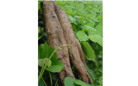 吃了這么多年的野生葛根粉，你吃對了嗎？