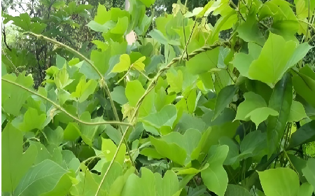 七夕寵妻狂魔就選它！二月風(fēng)雙有機(jī)野生葛根粉，健康又有文化味 