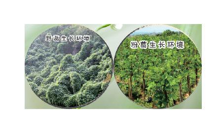 高學(xué)歷養(yǎng)生黨親測：這款雙有機(jī)野生葛根粉，憑什么成日常優(yōu)選？?