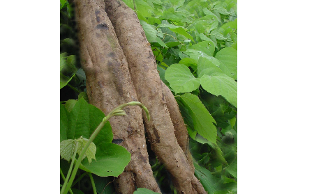 長(zhǎng)期吃葛粉是養(yǎng)生還是傷身？科學(xué)解讀它的三大益處，讓你吃得更明白！