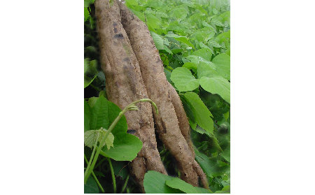 正宗的野生葛根粉，本質(zhì)是淀粉嗎？探秘千年本草中的自然饋贈