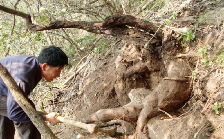 深山藏珍，二月風(fēng)正在大量收購寒冬野生葛根