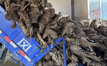 霜降采葛正當(dāng)時(shí)！二月風(fēng)大量收購霜降葛根，以匠心護(hù)品質(zhì)、以產(chǎn)業(yè)助增收